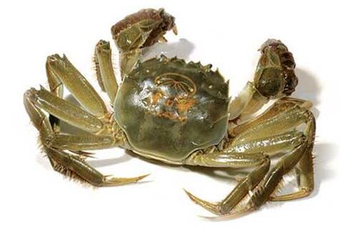 怎样挑选大闸蟹