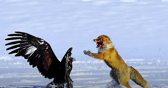 疯狂之后合并落幕，血雨腥风的O2O下一年还有何隐忧？|餐饮界
