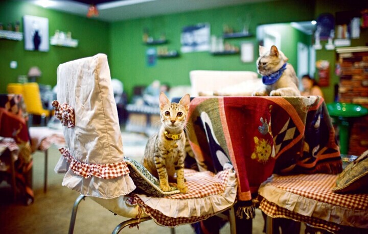 那些“猫咪咖啡馆”们活的还好么