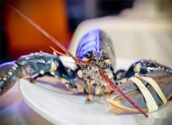 知识库｜200万只龙虾中才出现1只蓝龙虾，太矜贵了！|餐饮界