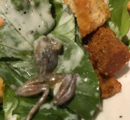 恶心！她餐厅吃饭竟吃出整只死青蛙
