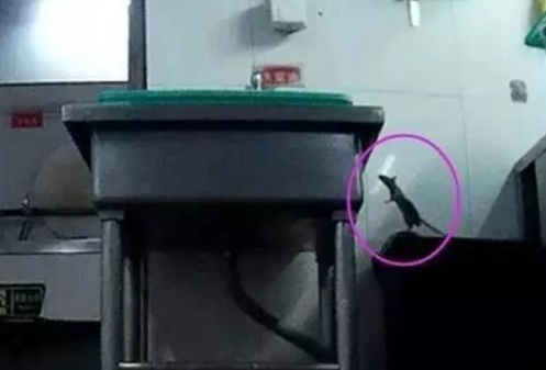 餐饮店频频被曝老鼠出没 彻底整修才能堵住“老鼠通道”