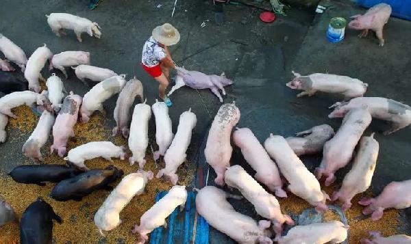 猪肉消费总量连年下滑，人们没那么爱吃肉了吗？|餐饮界