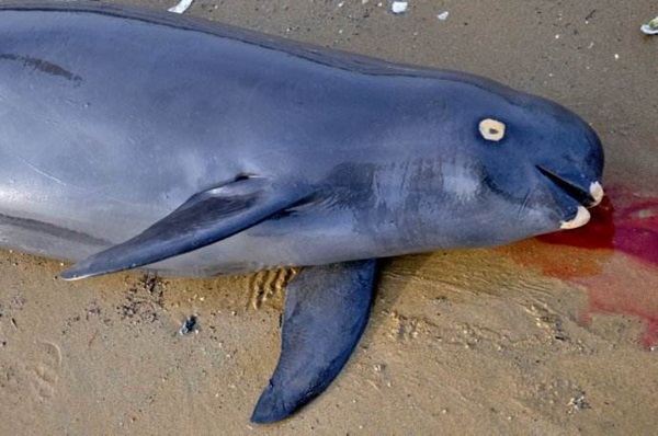 山东威海一餐厅宰杀江豚，结果悲剧了....