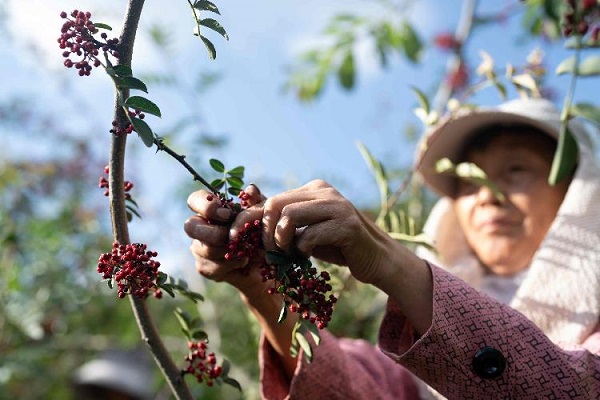 管氏翅吧原产地溯源来到汉源  探秘“贡椒”之味