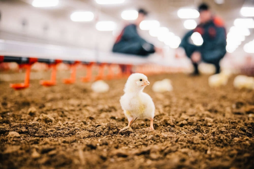高品质的芬兰无抗生素鸡肉品牌Atria阿特睿或将成为中国消费者的健康新选择