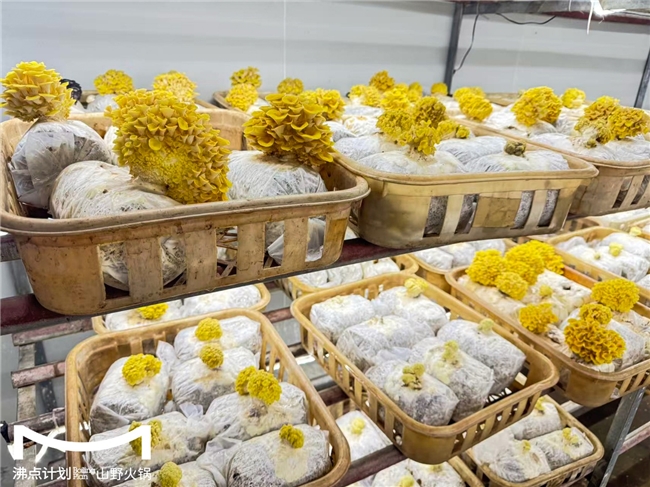 沸点计划发布“山海供应链”战略：投建十大生态基地，护航万店扩张|餐饮界